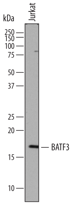 Detection of Human BATF3 by Western Blot. Western blot shows lysates of Jurkat human acute T cell leukemia cell line. PVDF membrane was probed with 1 µg/mL of Sheep Anti-Human BATF3 Antigen Affinity-purified Polyclonal Antibody (Catalog # AF7437) followed by HRP-conjugated Anti-Sheep IgG Secondary Antibody (Catalog # HAF016). A specific band was detected for BATF3 at approximately 17 kDa (as indicated). This experiment was conducted under reducing conditions and using Immunoblot Buffer Group 1.