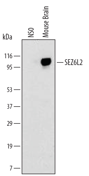 Detection of Mouse SEZ6L2/BSRP-A by Western Blot. Western blot shows lysates of mouse brain tissue. PVDF membrane was probed with 2 µg/mL of Rat Anti-Mouse SEZ6L2/BSRP-A Monoclonal Antibody (Catalog # MAB4916) followed by HRP-conjugated Anti-Rat IgG Secondary Antibody (Catalog # HAF005). A specific band was detected for SEZ6L2/BSRP-A at approximately 100 kDa (as indicated). This experiment was conducted under reducing conditions and using Immunoblot Buffer Group 1. 