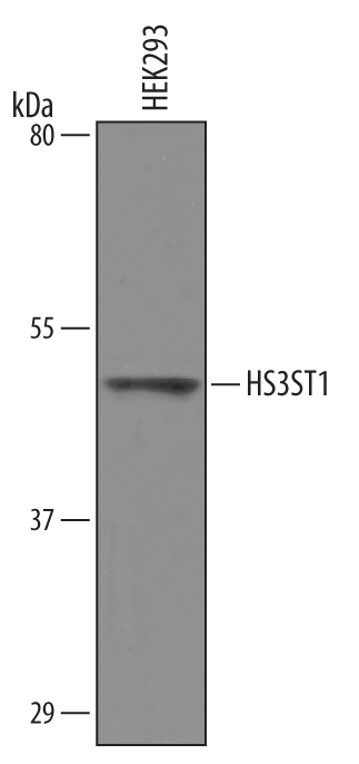 Detection of Human HS3ST1 by Western Blot. Western blot shows lysates of HEK293 human embryonic kidney cell line. PVDF Membrane was probed with 1 µg/mL of Human HS3ST1 Antigen Affinity-purified Polyclonal Antibody (Catalog # AF5968) followed by HRP-conjugated Anti-Sheep IgG Secondary Antibody (Catalog # HAF016). A specific band was detected for HS3ST1 at approximately 48 kDa (as indicated). This experiment was conducted under reducing conditions and using Immunoblot Buffer Group 1.
