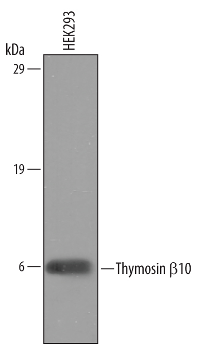 Detection of Human Thymosin beta 10 by Western Blot. Western blot shows lysates of HEK293 human embryonic kidney cell line. PVDF Membrane was probed with 1 µg/mL of Sheep Anti-Human Thymosin beta 10 Antigen Affinity-purified Polyclonal Antibody (Catalog # AF6429) followed by HRP-conjugated Anti-Sheep IgG Secondary Antibody (Catalog # HAF016). A specific band was detected for Thymosin  beta 10 at approximately 6 kDa (as indicated). This experiment was conducted under reducing conditions and using Immunoblot Buffer Group 1.