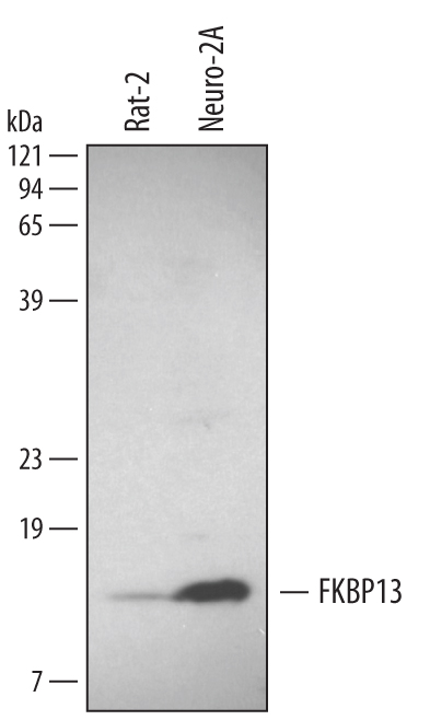 Detection of Human/Mouse/Rat FKBP13 by Western Blot. Western blot shows lysates of Rat-2 rat embryonic fibroblast cell line and Neuro-2A mouse neuroblastoma cell line. PVDF membrane was probed with 1 µg/mL of Human/Mouse/Rat FKBP13 Antigen Affinity-purified Polyclonal Antibody (Catalog # AF4356) followed by HRP-conjugated Anti-Sheep IgG Secondary Antibody (Catalog # HAF016). A specific band was detected for FKBP13 at approximately 13 kDa (as indicated). This experiment was conducted using Immunoblot Buffer Group 1.