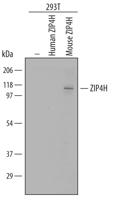 Detection of Mouse ZIP4H/Tex11 by Western Blot.Western blot shows lysates of 293T human embryonic kidney cell line either mock transfected, transfected with human ZIP4H, or transfected with mouse ZIP4H. PVDF Membrane was probed with 1 µg/mL of Goat Anti-Mouse ZIP4H/Tex11 Antigen Affinity-purified Polyclonal Antibody (Catalog # AF5627) followed by HRP-conjugated Anti-Goat IgG Secondary Antibody (Catalog # HAF109). A specific band was detected for ZIP4H/Tex11 at approximately XXX kDa (as indicated). This experiment was conducted under reducing conditions and using Immunoblot Buffer Group XXX.
