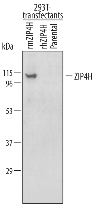 Detection of Mouse ZIP4H/Tex11 by Western Blot.Western blot shows lysates of 293T human embryonic kidney cell line non-transfected or transfected with recombinant mouse ZIP4H or recombinant human ZIP4H. PVDF membrane was probed with 0.5 µg/mL Rat Anti-Mouse ZIP4H/Tex11 Monoclonal Antibody (Catalog # MAB5627) followed by HRP-conjugated Anti-Rat IgG Secondary Antibody (Catalog # HAF005). A specific band for ZIP4H/Tex11 was detected at approximately 110 kDa (as indicated). This experiment was conducted under reducing conditions and using Immunoblot Buffer Group 1.