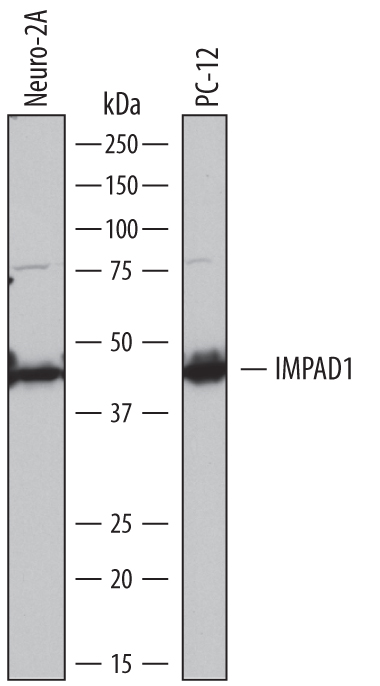 Detection of Mouse and Rat Inositol Monophosphatase 3/IMPAD1 by Western Blot. Western blot shows lysates of Neuro‑2A mouse neuroblastoma cell line and PC‑12 rat adrenal pheochromocytoma cell line. PVDF membrane was probed with 1 µg/mL of Sheep Anti-Mouse Inositol Monophosphatase 3/IMPAD1 Antigen Affinity-purified Polyclonal Antibody (Catalog # AF7028) followed by HRP-conjugated Anti-Sheep IgG Secondary Antibody (Catalog # HAF016). A specific band was detected for Inositol Monophosphatase 3/IMPAD1 at approximately 42 kDa (as indicated). This experiment was conducted under reducing conditions and using Immunoblot Buffer Group 1.