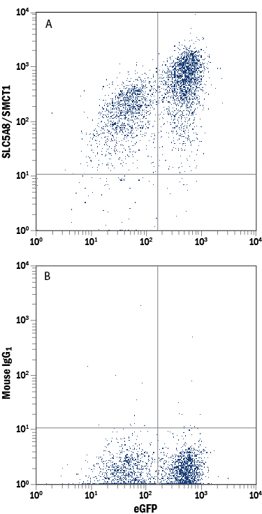 Detection of SLC5A8/SMCT1 in HEK293 Human Cell Line Transfected with Human SLC5A8/SMCT1 and eGFP by Flow Cytometry. HEK293 human embryonic kidney cell line transfected with human SLC5A8/SMCT1 and eGFP was stained with either (A) Mouse Anti-Human SLC5A8/SMCT1 Monoclonal Antibody (Catalog # MAB8398) or (B) Mouse IgG1 Isotype Control (Catalog # MAB002) followed by Allophycocyanin-conjugated Anti-Mouse IgG Secondary Antibody (Catalog # F0101B).