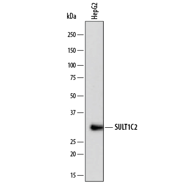 Detection of Human Cytosolic Sulfotransferase 1C2/SULT1C2 by Western Blot. Western blot shows lysates of HepG2 human hepatocellular carcinoma cell line. PVDF membrane was probed with 2 µg/mL of Mouse Anti-Human Cytosolic Sulfotransferase 1C2/SULT1C2 Monoclonal Antibody (Catalog # MAB7458) followed by HRP-conjugated Anti-Mouse IgG Secondary Antibody (Catalog # HAF007). A specific band was detected for Cytosolic Sulfotransferase 1C2/SULT1C2 at approximately 35 kDa (as indicated). This experiment was conducted under reducing conditions and using Immunoblot Buffer Group 1. 