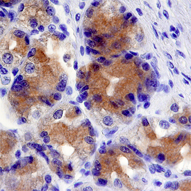 Cytosolic Sulfotransferase 1C2/SULT1C2 in Human Stomach. Cytosolic Sulfotransferase 1C2/SULT1C2 was detected in immersion fixed paraffin-embedded sections of human stomach using Mouse Anti-Human Cytosolic Sulfotransferase 1C2/SULT1C2 Monoclonal Antibody (Catalog # MAB7458) at 15 µg/mL overnight at 4 °C. Before incubation with the primary antibody, tissue was subjected to heat-induced epitope retrieval using Antigen Retrieval Reagent-Basic (Catalog # CTS013). Tissue was stained using the Anti-Mouse HRP-DAB Cell & Tissue Staining Kit (brown; Catalog # CTS002) and counterstained with hematoxylin (blue). Specific staining was localized to cytoplasm of cells in gastric glands. View our protocol for Chromogenic IHC Staining of Paraffin-embedded Tissue Sections.