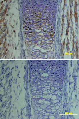 TSG in Mouse Embryo. TSG was detected in immersion fixed frozen sections of mouse embryo using Goat Anti-Mouse TSG Antigen Affinity-purified Polyclonal Antibody (Catalog # AF756) at 15 µg/mL overnight at 4 °C. Tissue was stained using the Anti-Goat HRP-DAB Cell & Tissue Staining Kit (brown; Catalog # CTS008 ) and counterstained with hematoxylin (blue). Lower panel shows a lack of labeling if primary antibodies are omitted and tissue is stained only with secondary antibody followed by incubation with detection reagents. View our protocol for Chromogenic IHC Staining of Frozen Tissue Sections .