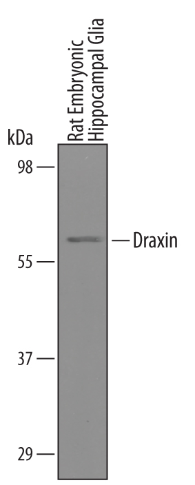 Detection of Rat Draxin by Western Blot. Western blot shows lysates of rat embryonic hippocampal glial cells. PVDF Membrane was probed with 1 µg/mL of Mouse/Rat Draxin Antigen Affinity-purified Polyclonal Antibody (Catalog # AF6149) followed by HRP-conjugated Anti-Sheep IgG Secondary Antibody (Catalog # HAF016 ). A specific band was detected for Draxin at approximately 58 kDa (as indicated). This experiment was conducted under reducing conditions and using Immunoblot Buffer Group 8 .