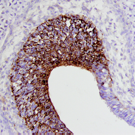 Draxin in Mouse Embryo. Draxin was detected in immersion fixed frozen sections of mouse embryo (E13) using Mouse Draxin Antigen Affinity-purified Polyclonal Antibody (Catalog # AF6149) at 5 µg/mL overnight at 4 °C. Tissue was stained using the Anti-Sheep HRP-DAB Cell & Tissue Staining Kit (brown; Catalog # CTS019 ) and counterstained with hematoxylin (blue). Specific staining was localized to neuronal cells in the midbrain. View our protocol for Chromogenic IHC Staining of Frozen Tissue Sections .