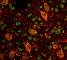 GFRa-like in Mouse Brain. GFRa-like was detected in immersion fixed frozen sections of mouse brain using Sheep Anti-Mouse GFRa-like Antigen Affinity-purified Polyclonal Antibody (Catalog # AF5728) at 15 µg/mL overnight at 4 °C. Tissue was stained using the NorthernLights™ 557-conjugated Anti-Sheep IgG Secondary Antibody (red; Catalog # NL010 ) and counterstained with Fluoro Nissl Green (green). View our protocol for Fluorescent IHC Staining of Frozen Tissue Sections .