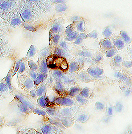 Podocan in Mouse Kidney. Podocan was detected in perfusion fixed frozen sections of mouse kidney using 15 µg/mL Goat Anti-Mouse Podocan Antigen Affinity-purified Polyclonal Antibody (Catalog # AF3104) overnight at 4 °C. Tissue was stained with the Anti-Goat HRP-DAB Cell & Tissue Staining Kit (brown; Catalog # CTS008 ) and counterstained with hematoxylin (blue). Specific labeling was localized to vascular endothelial cells within glomeruli. View our protocol for Chromogenic IHC Staining of Frozen Tissue Sections .
