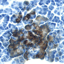 Reg3B in Rat Pancreas. Reg3B was detected in perfusion fixed frozen sections of rat pancreas using Mouse Anti-Rat Reg3B Monoclonal Antibody (Catalog # MAB1996) at 25 µg/mL overnight at 4 °C. Tissue was stained using the Anti-Mouse HRP-DAB Cell & Tissue Staining Kit (brown; Catalog # CTS002 ) and counterstained with hematoxylin (blue). Specific labeling was localized to the cytoplasm of exocrine cells. View our protocol for Chromogenic IHC Staining of Frozen Tissue Sections .