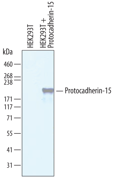 Detection of Human Protocadherin-15 by Western Blot. Western blot shows lysates of HEK293T human embryonic kidney cell line and HEK293T cell line spiked with Recombinant Human Protocadherin-15 (5 ng/lane). PVDF membrane was probed with 2 µg/mL of Sheep Anti-Human Protocadherin-15 Antigen Affinity-purified Polyclonal Antibody (Catalog # AF6729) followed by HRP-conjugated Anti-Sheep IgG Secondary Antibody (Catalog # HAF016 ). A specific band was detected for Protocadherin-15 at approximately 190 kDa (as indicated). This experiment was conducted under reducing conditions and using Immunoblot Buffer Group 8 .
