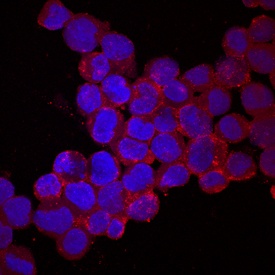 Protocadherin-15 in YT Human Cell Line. Protocadherin-15 was detected in immersion fixed YT human leukemia natural killer-like cell line using Sheep Anti-Human Protocadherin-15 Antigen Affinity-purified Polyclonal Antibody (Catalog # AF6729) at 10 µg/mL for 3 hours at room temperature. Cells were stained using the NorthernLights™ 557-conjugated Anti-Sheep IgG Secondary Antibody (red; Catalog # NL010 ) and counterstained with DAPI (blue). Specific staining was localized to cell surfaces and cytoplasm. View our protocol for Fluorescent ICC Staining of Non-adherent Cells .