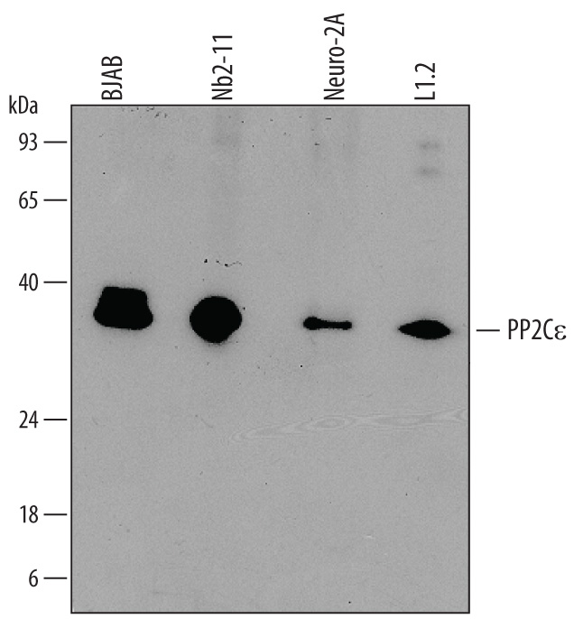 Detection of Human, Mouse, and Rat PP2C e/PPM1L by Western Blot. Western blot shows lysates of BJAB human Burkitt's lymphoma cell line, Nb2-11 rat lymphoma cell line, Neuro-2A mouse neuroblastoma cell line, and L1.2 mouse pro-B cell line. PVDF membrane was probed with 0.5 µg/mL of Mouse Anti-Human PP2C e/PPM1L Monoclonal Antibody (Catalog # MAB6914) followed by HRP-conjugated Anti-Mouse IgG Secondary Antibody (Catalog # HAF007 ). A specific band was detected for PP2C e/PPM1L at approximately 35 kDa (as indicated). This experiment was conducted under reducing conditions and using Immunoblot Buffer Group 1 .