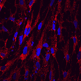 C1qTNF15/OTOL1 in differentiated BG01V Human Embryonic Stem Cells. C1qTNF15/OTOL1 was detected in immersion fixed BG01V human embryonic stem cells differentiated to early otic lineage using Mouse Anti-Human C1qTNF15/OTOL1 Monoclonal Antibody (Catalog # MAB8045) at 10 µg/mL for 3 hours at room temperature. Cells were stained using the NorthernLights™ 557-conjugated Anti-Mouse IgG Secondary Antibody (red; Catalog # NL007 ) and counterstained with DAPI (blue). Specific staining was localized to cytoplasm. View our protocol for Fluorescent ICC Staining of Cells on Coverslips .