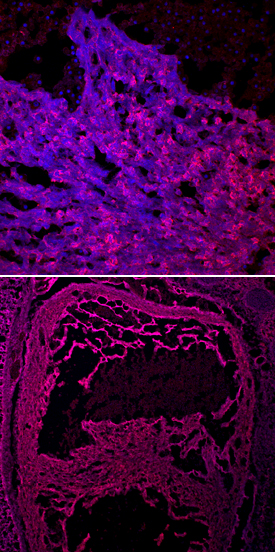 CRELD1 in Mouse Embryo. CRELD1 was detected in immersion fixed frozen sections of mouse embryo (E13.5) using Goat Anti-Mouse CRELD1 Antigen Affinity-purified Polyclonal Antibody (Catalog # AF4116) at 10 µg/mL overnight at 4 °C. Tissue was stained using the NorthernLights™ 557-conjugated Anti-Goat IgG Secondary Antibody (red; Catalog # NL001 ) and counterstained with DAPI (blue). Specific staining was localized to the developing heart and is shown at both low (lower panel) and high magnification (upper panel). View our protocol for Fluorescent IHC Staining of Frozen Tissue Sections .