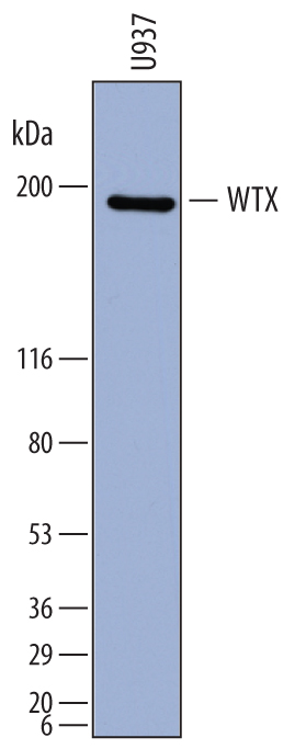 Detection of Human WTX by Western Blot. Western blot shows lysates of U937 human histiocytic lymphoma cell line. PVDF membrane was probed with 1 µg/mL of Mouse Anti-Human WTX Monoclonal Antibody (Catalog # MAB7374) followed by HRP-conjugated Anti-Mouse IgG Secondary Antibody (Catalog # HAF007 ). A specific band was detected for WTX at approximately 190 kDa (as indicated). This experiment was conducted under reducing conditions and using Immunoblot Buffer Group 1 .