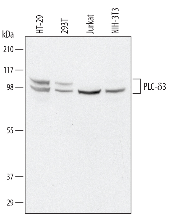 Detection of Human and Mouse PLC-d3 by Western Blot. Western blot shows lysates of HT-29 human colon adenocarcinoma cell line, 293T human embryonic kidney cell line, Jurkat human acute T cell leukemia cell line, and NIH-3T3 mouse embryonic fibroblast cell line. PVDF Membrane was probed with 1 µg/mL of Goat Anti-Human/Mouse PLC-d3 Antigen Affinity-purified Polyclonal Antibody (Catalog # AF5315) followed by HRP-conjugated Anti-Goat IgG Secondary Antibody (Catalog # HAF109 ). Specific bands were detected for PLC-d3 at approximately 100-110 kDa (as indicated). This experiment was conducted under reducing conditions and using Immunoblot Buffer Group 1 .