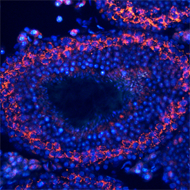 TDRD1 in Mouse Testis. TDRD1 was detected in perfusion fixed frozen sections of mouse testis using Rat Anti-Mouse TDRD1 Monoclonal Antibody (Catalog # MAB6296) at 25 µg/mL overnight at 4 °C. Tissue was stained using the NorthernLights™ 557-conjugated Anti-Rat IgG Secondary Antibody (red; Catalog # NL013 ) and counterstained with DAPI (blue). Specific staining was localized to spermatogonia. View our protocol for Fluorescent IHC Staining of Frozen Tissue Sections .