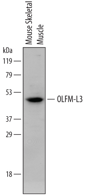 Detection of Mouse OLFM-L3 by Western Blot. Western blot shows lysates of mouse skeletal muscle tissue. PVDF membrane was probed with 2 µg/mL of Rat Anti-Mouse OLFM-L3 Monoclonal Antibody (Catalog # MAB7324) followed by HRP-conjugated Anti-Rat IgG Secondary Antibody (Catalog # HAF005 ). A specific band was detected for OLFM-L3 at approximately 46 kDa (as indicated). This experiment was conducted under reducing conditions and using Immunoblot Buffer Group 1 .