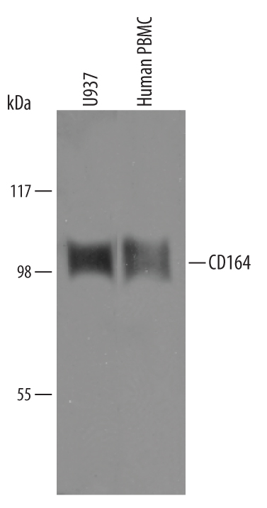 Detection of Human CD164 by Western Blot. Western blot shows lysates of U937 human histiocytic lymphoma cell line and human peripheral blood mononuclear cells (PBMC). PVDF Membrane was probed with 1 µg/mL of Sheep Anti-Human CD164 Antigen Affinity-purified Polyclonal Antibody (Catalog # AF5790) followed by HRP-conjugated Anti-Sheep IgG Secondary Antibody (Catalog # HAF016 ). A specific band was detected for CD164 at approximately XXX kDa (as indicated). This experiment was conducted under reducing conditions and using Immunoblot Buffer Group XXX .