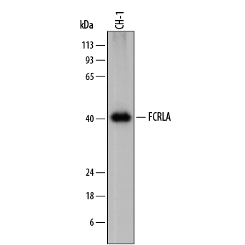 Detection of Mouse FCRLA by Western Blot. Western blot shows lysates of CH-1 mouse B cell lymphoma cell line. PVDF membrane was probed with 1 µg/mL of Sheep Anti-Mouse FCRLA Antigen Affinity-purified Polyclonal Antibody (Catalog # AF7905) followed by HRP-conjugated Anti-Sheep IgG Secondary Antibody (Catalog # HAF016 ). A specific band was detected for FCRLA at approximately 40-45 kDa (as indicated). This experiment was conducted under reducing conditions and using Immunoblot Buffer Group 1 .