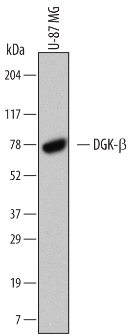 Detection of Human DGK-beta by Western Blot. Western blot shows lysates of U-87 MG human glioblastoma/astrocytoma cell line. PVDF Membrane was probed with 0.5 µg/mL of Mouse Anti-Human DGK-beta Monoclonal Antibody (Catalog # MAB6727) followed by HRP-conjugated Anti-Mouse IgG Secondary Antibody (Catalog # HAF007 ). A specific band was detected for DGK-beta at approximately 80 kDa (as indicated). This experiment was conducted under reducing conditions and using Immunoblot Buffer Group 5 .