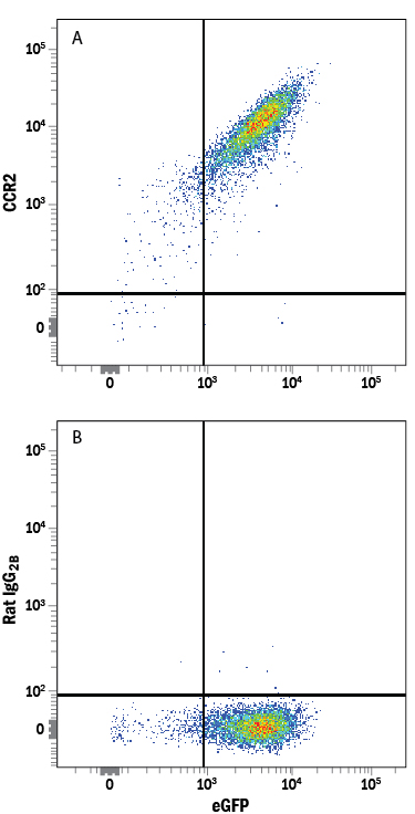 Detection of CCR2 in NS0 Mouse Cell Line Transfected with Mouse CCR2 and eGFP by Flow Cytometry. NS0 mouse myeloma cell line transfected with mouse CCR2 and eGFP was stained with either (A) Rat Anti-Mouse/Rat CCR2 Alexa Fluor® 647-conjugated Monoclonal Antibody (Catalog # FAB5538R) or (B) Rat IgG 2B Alexa Fluor 647 Isotype Control (Catalog # IC013R ). View our protocol for Staining Membrane-associated Proteins .