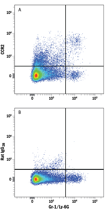 Detection of CCR2 in Mouse Splenocytes by Flow Cytometry. Mouse splenocytes were stained with Rat Anti-Mouse Gr-1/Ly-6G Fluorescein-conjugated Monoclonal Antibody (Catalog # FAB1037F ) and either (A) Rat Anti-Mouse/Rat CCR2 Alexa Fluor® 647-conjugated Monoclonal Antibody (Catalog # FAB5538R) or (B) Rat IgG 2B Alexa Fluor 647 Isotype Control (Catalog # IC013R ). View our protocol for Staining Membrane-associated Proteins .