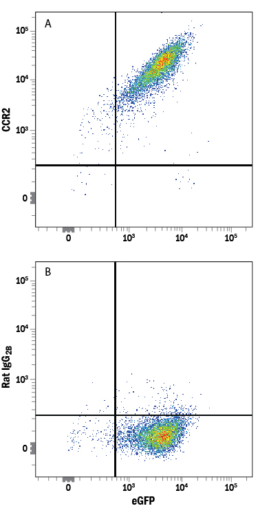 Detection of CCR2 in NS0 Mouse Cell Line Transfected with Mouse CCR2 and eGFP by Flow Cytometry. NS0 mouse myeloma cell line transfected with mouse CCR2 and eGFP was stained with either (A) Rat Anti-Mouse/Rat CCR2 Alexa Fluor® 594-conjugated Monoclonal Antibody (Catalog # FAB5538T) or (B) Rat IgG 2B Alexa Fluor 594 Isotype Control (Catalog # IC013T ). View our protocol for Staining Membrane-associated Proteins .