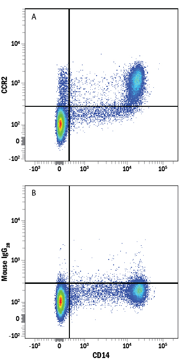 Detection of CCR2 in Human PBMCs by Flow Cytometry. Human peripheral blood mononuclear cells (PBMCs) were stained with Mouse Anti-Human CD14 APC-conjugated Monoclonal Antibody (Catalog # FAB3832A ) and either (A) Mouse Anti-Human CCR2 Alexa Fluor® 488-conjugated Monoclonal Antibody (Catalog # FAB151G) or (B) Mouse IgG 2B Alexa Fluor 488 Isotype Control (Catalog # IC0041G ). View our protocol for Staining Membrane-associated Proteins .