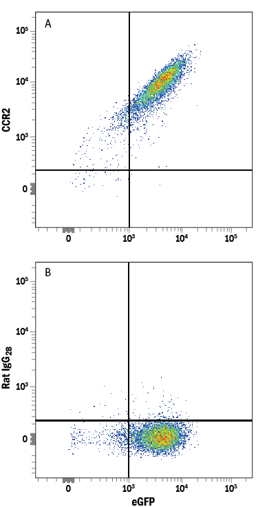 Detection of CCR2 in NS0 Mouse Cell Line Transfected with Mouse CCR2 and eGFP by Flow Cytometry. NS0 mouse myeloma cell line transfected with mouse CCR2 and eGFP was stained with either (A) Rat Anti-Mouse/Rat CCR2 Alexa Fluor® 750-conjugated Monoclonal Antibody (Catalog # FAB5538S) or (B) Rat IgG 2B Alexa Fluor 750 Isotype Control (Catalog # IC013S ). View our protocol for Staining Membrane-associated Proteins .