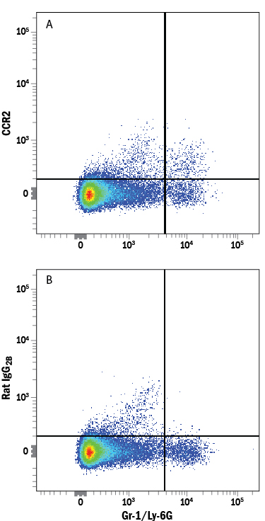 Detection of CCR2 in Mouse Splenocytes by Flow Cytometry. Mouse splenocytes were stained with Rat Anti-Mouse Gr-1/Ly-6G Fluorescein-conjugated Monoclonal Antibody (Catalog # FAB1037F ) and either (A) Rat Anti-Mouse/Rat CCR2 Alexa Fluor® 750-conjugated Monoclonal Antibody (Catalog # FAB5538S) or (B) Rat IgG 2B Alexa Fluor 750 Isotype Control (Catalog # IC013S ). View our protocol for Staining Membrane-associated Proteins .