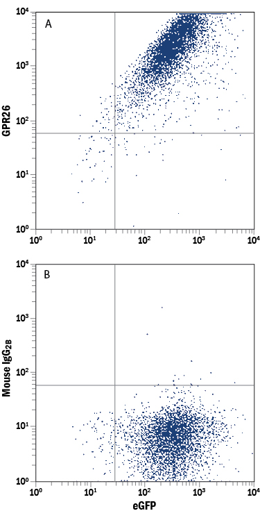 Detection of GPR26 in HEK293 Human Cell Line Transfected with Human GPR26 and eGFP by Flow Cytometry. HEK293 human embryonic kidney cell line transfected with human GPR26 and eGFP was stained with either (A) Mouse Anti-Human GPR26 APC-conjugated Monoclonal Antibody (Catalog # FAB8449A) or (B) Mouse IgG 2B Allophycocyanin Isotype Control (Catalog # IC0041A ). View our protocol for Staining Membrane-associated Proteins .