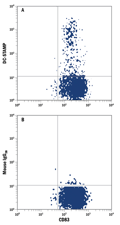 Detection of DC-STAMP in Human Denditic Cells by Flow Cytometry. Mature human monocyte-derived dendritic cells were stained with Mouse Anti-Human CD83 Fluorescein-conjugated Monoclonal Antibody (Catalog # FAB1774F ) and either (A) Mouse Anti-Human DC-STAMP APC-conjugated Monoclonal Antibody (Catalog # FAB7824A) or (B) Mouse IgG 2B Allophycocyanin Isotype Control (Catalog # IC0041A ). View our protocol for Staining Membrane-associated Proteins .