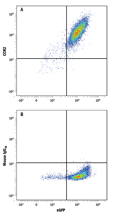 Detection of CCR2 in HEK293 Human Cell Line Transfected with Rat CCR2 and eGFP by Flow Cytometry. HEK293 human embryonic kidney cell line transfected with rat CCR2 and eGFP was stained with either (A) Mouse Anti-Rat CCR2 PE-conjugated Monoclonal Antibody (Catalog # FAB8368P) or (B) Mouse IgG 2B Phycoerythrin Isotype Control (Catalog # IC0041P ). View our protocol for Staining Membrane-associated Proteins .