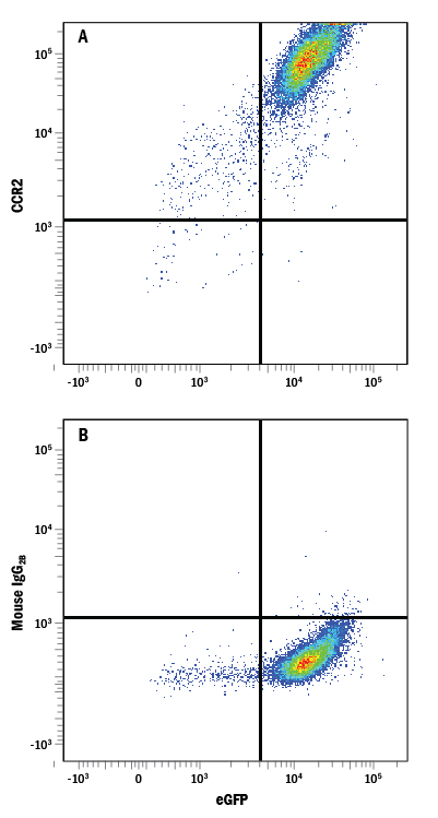Detection of CCR2 in HEK293 Human Cell Line Transfected with Rat CCR2 and eGFP by Flow Cytometry. HEK293 human embryonic kidney cell line transfected with rat CCR2 and eGFP was stained with either (A) Mouse Anti-Rat CCR2 APC-conjugated Monoclonal Antibody (Catalog # FAB8368A) or (B) Mouse IgG 2B Allophycocyanin Isotype Control (Catalog # IC0041A ). View our protocol for Staining Membrane-associated Proteins .