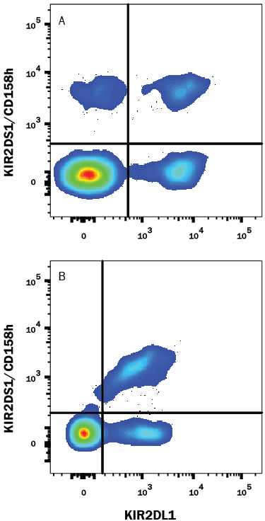 Detection of KIR2DS1/CD158h in Human PBMCs by Flow Cytometry. Human peripheral blood mononuclear cells (PBMCs) from different donors (A and B) were stained with Rabbit Anti-Human KIR2DS1/CD158h Monoclonal Antibody (Catalog # MAB8887) followed by Allophycocyanin-conjugated Anti-Rabbit IgG Secondary Antibody (Catalog # F0111 ) and Mouse Anti-Human KIR2DL1/KIR2DS5 Fluorescein‑conjugated Monoclonal Antibody (Catalog # FAB1844F ). Cells were gated on CD56 with Mouse Anti-Human NCAM‑1/CD56 PE‑conjugated Monoclonal Antibody (Catalog # FAB2408P , not shown).
