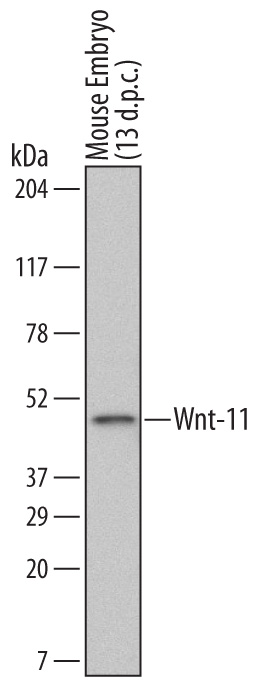 Detection of Mouse Wnt‑11 by Western Blot. Western blot shows lysates of mouse embryo (13 d.p.c.) tissue. PVDF Membrane was probed with 2 µg/mL of Rat Anti-Mouse Wnt‑11 Monoclonal Antibody (Catalog # MAB3746) followed by HRP-conjugated Anti-Rat IgG Secondary Antibody (Catalog # HAF005). A specific band was detected for Wnt‑11 at approximately 50 kDa (as indicated). This experiment was conducted under reducing conditions and using Immunoblot Buffer Group 1.