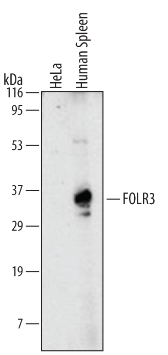 Detection of Human FOLR3 by Western Blot.Western blot shows lysates of human spleen tissue. PVDF membrane was probed with 2 µg/mL of Mouse Anti-Human FOLR3 Monoclonal Antibody (Catalog # MAB5319) followed by HRP-conjugated Anti-Mouse IgG Secondary Antibody (Catalog # HAF007). A specific band was detected for FOLR3 at approximately 32 kDa (as indicated). This experiment was conducted under non-reducing conditions and using Immunoblot Buffer Group 1.