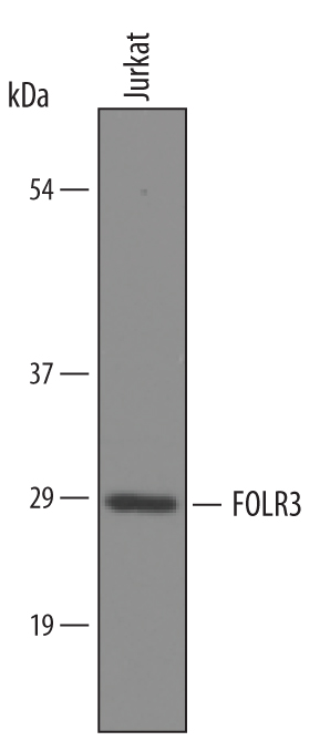 Detection of Human FOLR3 by Western Blot.Western blot shows lysates of Jurkat human acute T cell leukemia cell line. PVDF membrane was probed with 1 µg/mL of Sheep Anti-Human FOLR3 Antigen Affinity-purified Polyclonal Antibody (Catalog # AF5319) followed by HRP-conjugated Anti-Sheep IgG Secondary Antibody (Catalog # HAF016). A specific band was detected for FOLR3 at approximately 29 kDa (as indicated). This experiment was conducted under reducing conditions and using Immunoblot Buffer Group 8.