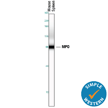 Detection of Mouse Myeloperoxidase/MPO by Simple WesternTM. Simple Western lane view shows lysates of mouse spleen tissue, loaded at 0.2 mg/mL. A specific band was detected for Myeloperoxidase/MPO at approximately 67 kDa (as indicated) using 5 µg/mL of Goat Anti-Human/Mouse Myeloperoxidase/MPO Antigen Affinity-purified Polyclonal Antibody (Catalog # AF3667) followed by 1:50 dilution of HRP-conjugated Anti-Goat IgG Secondary Antibody (Catalog # HAF109). This experiment was conducted under reducing conditions and using the12-230 kDa separation system.