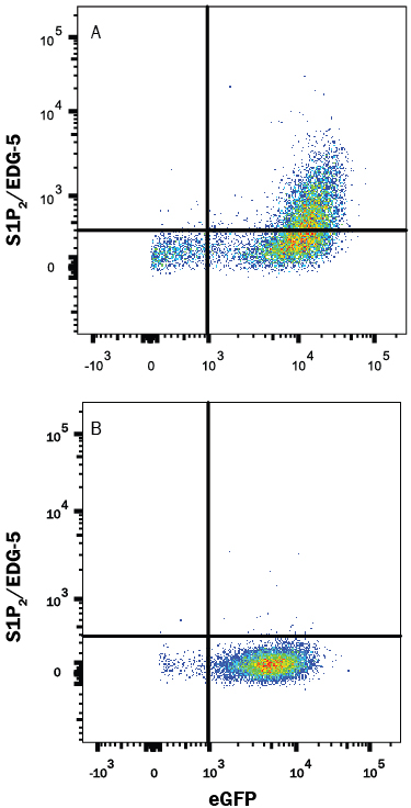 Detection of S1P 2 /EDG-5 in HEK293 Human Cell Line Transfected with Human S1P 2 /EDG-5 and eGFP by Flow Cytometry. HEK293 human embryonic kidney cell line transfected with either (A) human S1P 2 /EDG-5 or (B) irrelevant transfectants and eGFP was stained with Mouse Anti-Human S1P 2 /EDG-5 Monoclonal Antibody (Catalog # MAB3649) followed by Allophycocyanin-conjugated Anti-Mouse IgG Secondary Antibody (Catalog # F0101B ). Quadrant markers were set based on control antibody staining (Catalog # MAB002 ). View our protocol for Staining Membrane-associated Proteins .