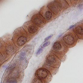 Nidogen‑2 in Human Kidney. Nidogen‑2 was detected in immersion fixed paraffin-embedded sections of normal human kidney using Goat Anti-Human Nidogen‑2 Antigen Affinity-purified Polyclonal Antibody (Catalog # AF3385) at 10 µg/mL overnight at 4 °C. Tissue was stained using the Anti-Goat HRP-DAB Cell & Tissue Staining Kit (brown; Catalog # CTS008 ) and counterstained with hematoxylin (blue). Specific staining was localized to epithelial cells in convoluted tubules. View our protocol for Chromogenic IHC Staining of Paraffin-embedded Tissue Sections .