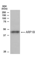 Anti-ACTR1B antibody used in Western blot. GTX13802