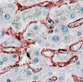 Anti-CD32B antibody, C-term used in IHC (Formalin-fixed paraffin-embedded sections). GTX89542