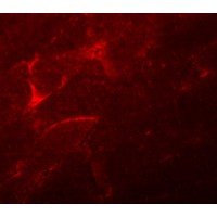 Anti-ADAMTSL5 antibody used in ICC/IF. GTX85191