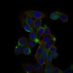 Anti-CD59 antibody [8D2B8] used in ICC/IF. GTX60658